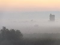 Camargue Morning Fog